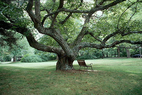 chestnut-tree-old-lyme-connecticut